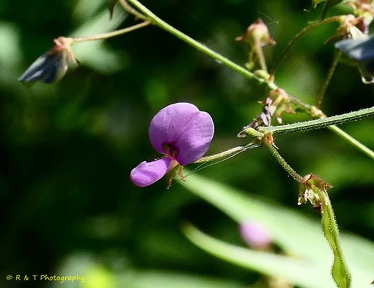 {Desmodium paniculatum}
